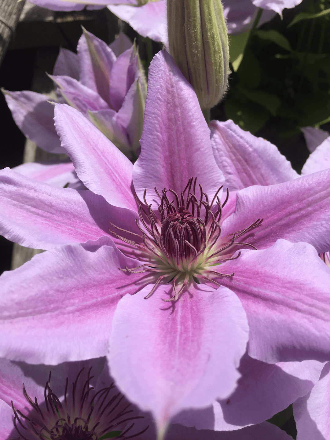 a clematis flower