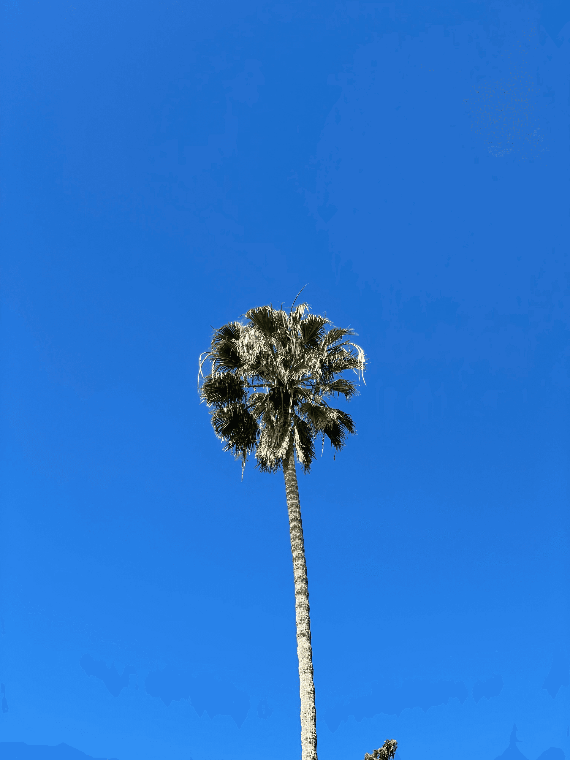 it's a palm tree