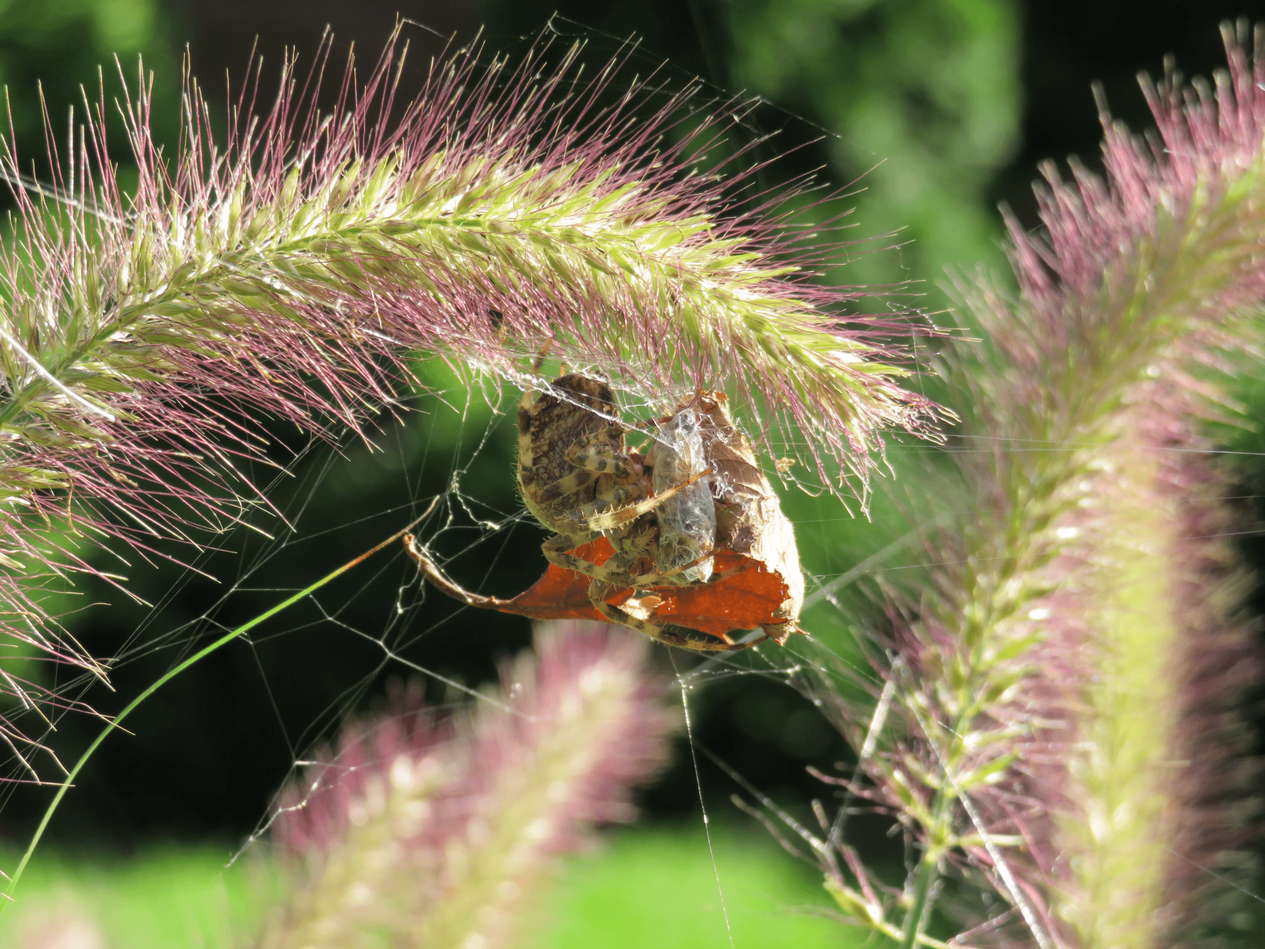 a spider preparing its meal